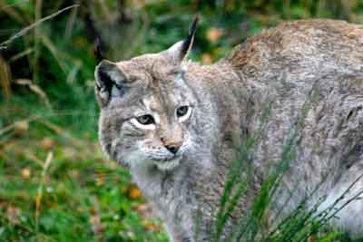 Euro-Lynx-by-Chris-Sperring.jpg