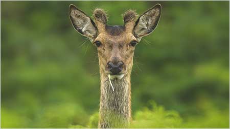 Deer c/o RSPB Images and Ben Hall