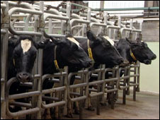 Friesian cows