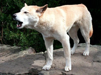 a dog barking