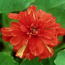 Tropaeolum majus 'Hermine Grashoff'