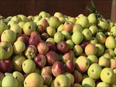 Tipping apples at Thatcher's Cider Farm, Somerset