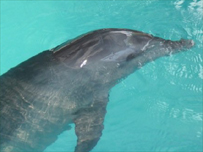 A dolphin in Lovina