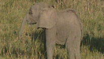 Young elephant