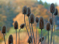autumn_teasels