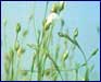 Image of flax