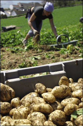 Picking Jersey Royals (photo Jersey Royals)