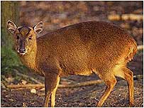 Muntjac Deer video (Deer image c/o English Nature and Paul Glendell)