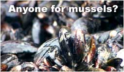 mussels