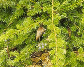 Juniperus conferta