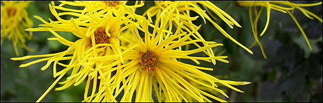 Chrysanthemums