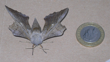 poplar_moth1.jpg