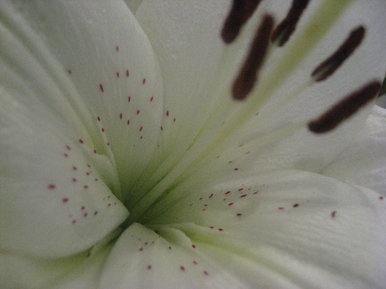 Lilies