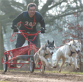 A musher being pulled on a sled by huskies