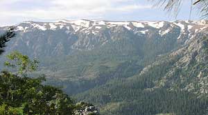 A valley of wild snowdrops in Turkey