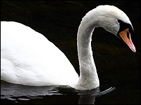 Swan swimming