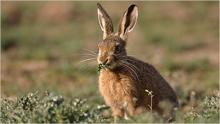 Hare c/o rspb images Chris Gomersall