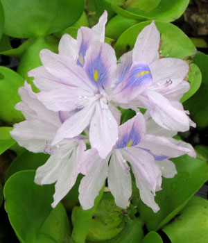 Water hyacinth