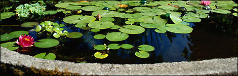 Garden pond
