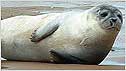 Seal c/o Bean's Boat Trips