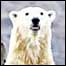 Urso polar