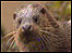 Otter