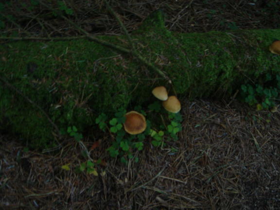 Funghi