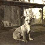 "Sandy", Coogie's dog