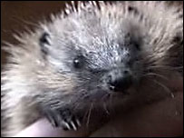 Pierre the baby hedgehog