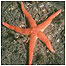 Activities in estuaries (Image: Starfish)