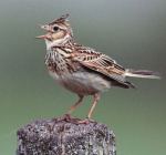 A Skylark. © RSPB, 2006