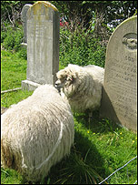Sheep cutting the grass at Pakefield Church