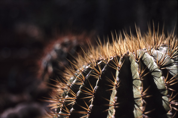 Cactus by Daniel Jameson