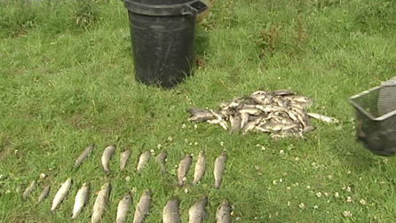 Fish kill