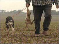Poacher carrying a hare