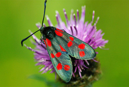 burnet_moth_keith_moseley.jpg