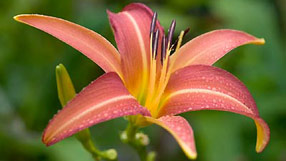 Gardening homepage (A daylily) Gardening homepage (A daylily)