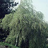 Betula pendula 'Youngii'