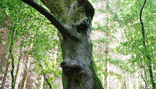 Whistling tree