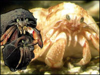 Hermit Crabs - copyright Colin Froud - Divercol Productions 