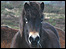 Exmoor pony (John Burgess)