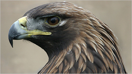 Golden Eagle c/o Iain Erskine