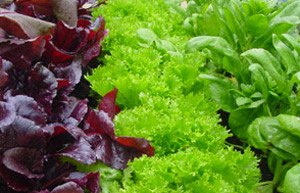 Lettuces growing
