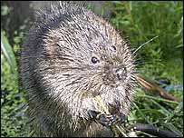 A water vole