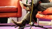 Stephen Carlin's cowboy boots which Fred liked