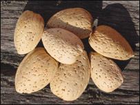 بادام 