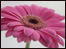 A pink flower