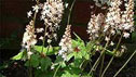 Tiarella cordifolia