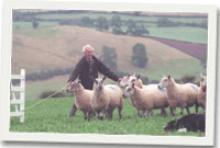 Treialon cwn defaid