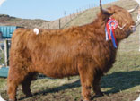 Highland cow. Image courtesy of the Highland Cattle Society